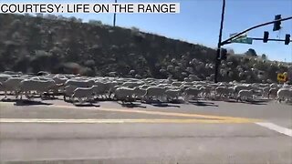 Sheep migration has started in the Boise foothills