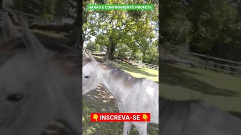 cavalo lindo, campeão de tambor manso ( garanhão ). #shorts #agro #animals #roça #bicho #cavalo