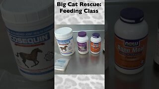 Feeding Class, part 9 of 12 @ Big Cat Rescue