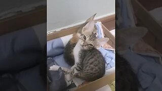 Cute Kitten | I am Mommy Baby #kitten #Kittenofyoutube #shorts #ytshorts