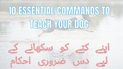 10 Essential Commands to Teach Your Dog