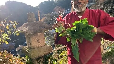 Mincing Lamb + Harvesting Radishes & Spinach