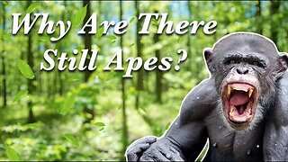 Why Are There Still Apes if We Evolved From Them?