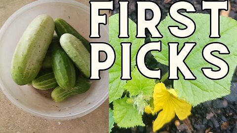 Vertical Cucumbers first pick!! #homestead