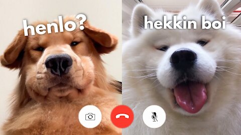 Two Dogs Using Facetime.