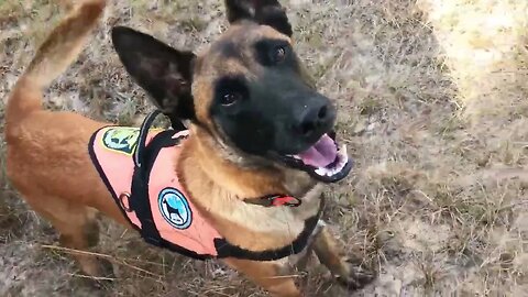 Reef the Belgian Malinois' Human Remain Detection Training Progress (Field Search)