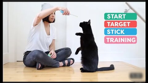 Target stick training for cats