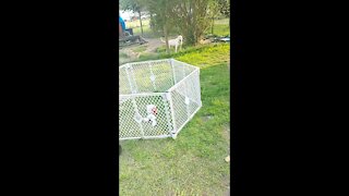 Dogo Argentino dog Hank, and little Buster Brown