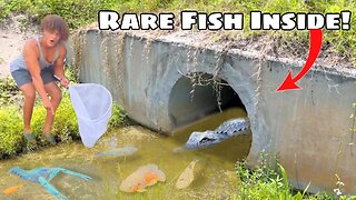 I Found A HIDDEN TUNNEL Filled With RARE FISH!