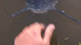 Guy casually pets friendly wild catfish