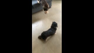 Cute dogs following each other