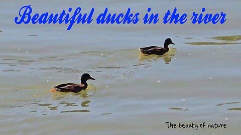 Beautiful ducks swimming in the river / beautiful water birds in the water.