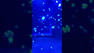 Jellyfish Glow-in-the-dark? ❤️🌸🍀🇨🇦