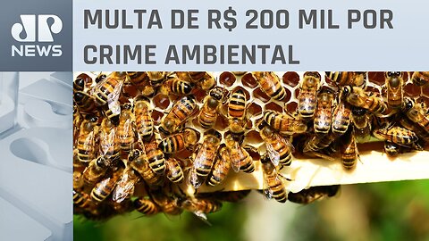 Mais de 100 milhões de abelhas são mortas no Mato Grosso por aplicação errada de agrotóxico