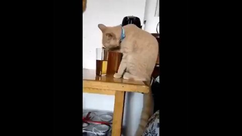 Cat video funny cilp