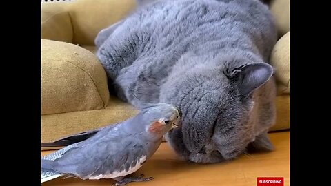 cat and parrot funny moments ,🤣🤣