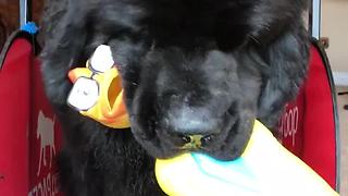 Dog carries rubber chicken while using treadmill