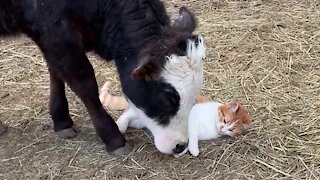 Incredible Animal Friendships: Cat & Cow Share Special Bond