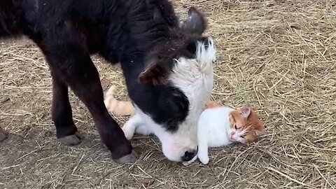 Incredible Animal Friendships: Cat & Cow Share Special Bond