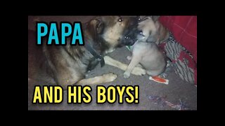 Papa and his Boys - Ann's Tiny Life