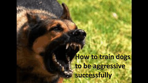 How to train a dog to be aggressive