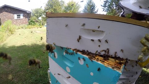 Playing with Honey Bees