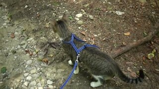 Curious Cat Walks through the Forest