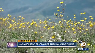 Wildflowers blooming in Anza-Borrego Desert State Park