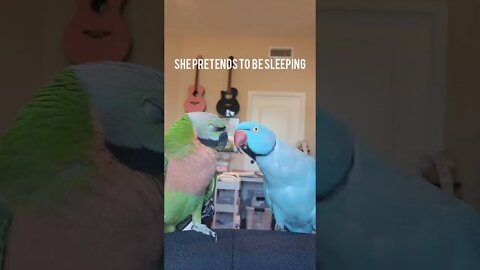 My Moustache Parakeet Brando Tricks my Ringneck Parakeet 😈 She's evil!