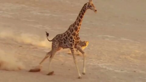 Mother Giraffe Kick Broken Lion Head Who Try To Eat Her Baby, Harsh Life of Wild Animals-18