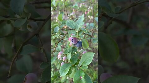 Blueberry plant has fresh berries ready to pick