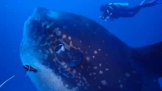 Diver swims with giant ocean sunfish