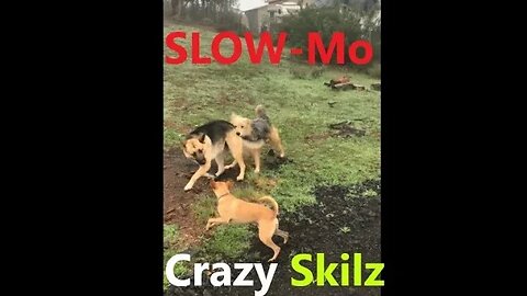 Dogs Chasing Each Other SLOW MOTION | Crazy
