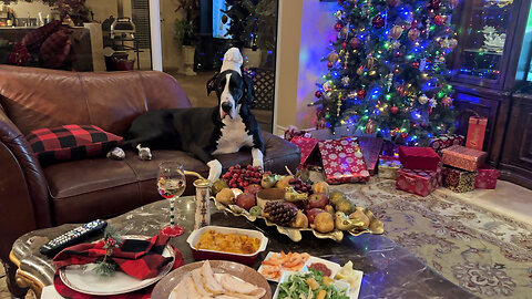Funny Festive Great Danes Get Ready For Christmas Turkey With A Taste Of Chicken