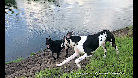Energetic Great Dane and Puppy Love To Race