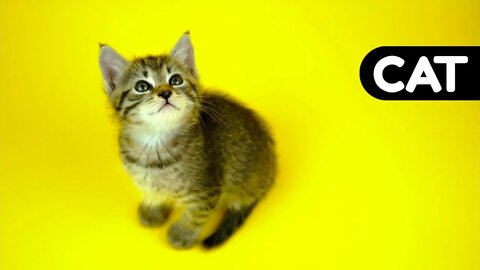 #kolinsky • Video of a Cute Kitten