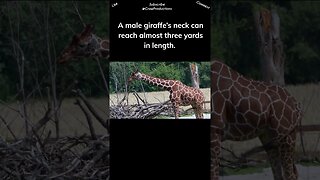 The giraffe has a long neck with only seven vertebrae #giraffe #shorts