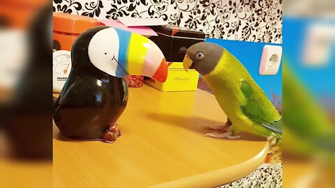 Parrot sings and blows kisses to his new toucan buddy