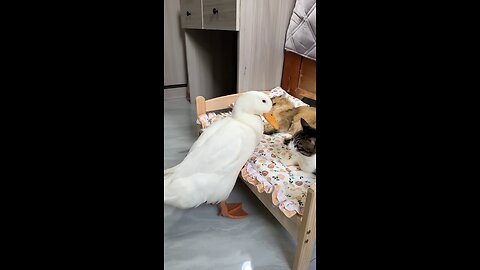 cats_treat_ducks_as_female_cats😂._Cute_and_funny_