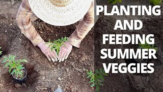 Planting Tomatoes & Cucumbers: Fertilizing & Planting Strategies