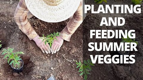 Planting Tomatoes & Cucumbers: Fertilizing & Planting Strategies
