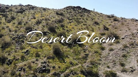 Desert Bloom Estrella Mountain Range Arizona