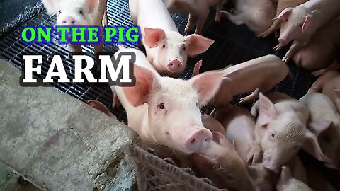 AM ON THE PIG FARM | watch to see what happens