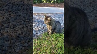 Kitty cat in the morning sun #shorts