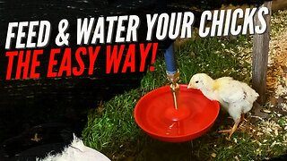 How to Feed and Water Your Chicks the EASY way!