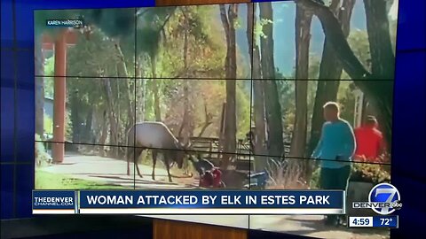Video shows elk charge at crowd of people on sidewalk in Estes Park