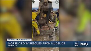 Horse and pony rescued from mudslide