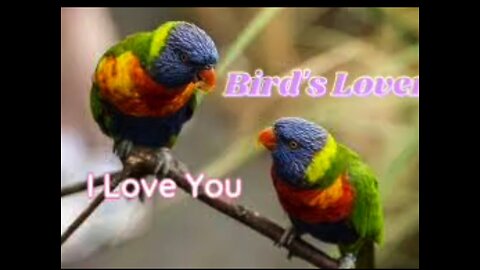 Bird's Lover
