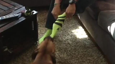 Man wears tennis ball colored socks in front of dog, inevitability follows