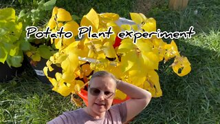 Amazing potato plant growth experiment #hedgehogshomestead